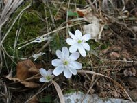 040 Leberblümchen weiß