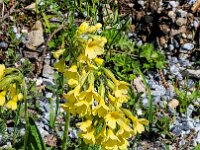 043 Hohe Schlüsselblume