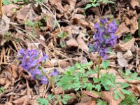 048 Fester Lerchensporn