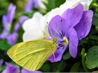 052 Auch der Zitronenfalter ist unterwegs