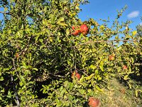 173 viele grosse Fruechte